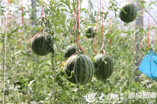 金乡吃瓜网红事件视频,揭秘网络舆论风暴背后的真相