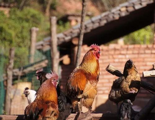 云南蔡金发遛鸟 吃瓜网,吃瓜网独家揭秘