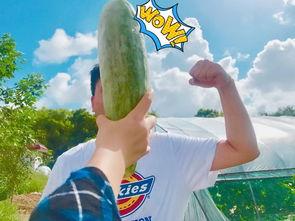 四个网红吃瓜,四大家族吃瓜大揭秘