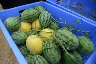 锡盟网红吃瓜群微信