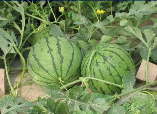 下沙网红吃瓜事件,揭秘网络舆论背后的真相与争议