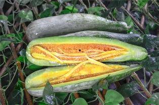 网红吃瓜很漂亮